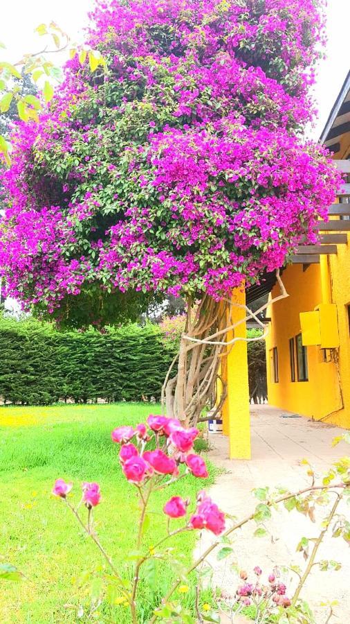 Casa Felice Guest House La Serena Eksteriør bilde